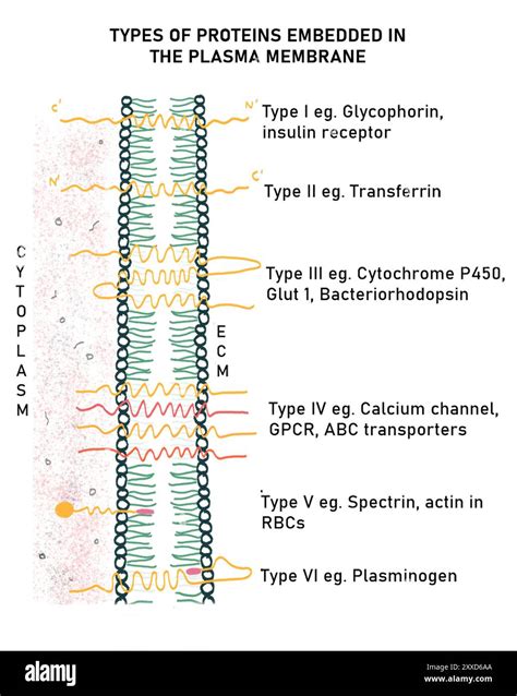Types of protein in the plasma membrane, illustration. There are six ...