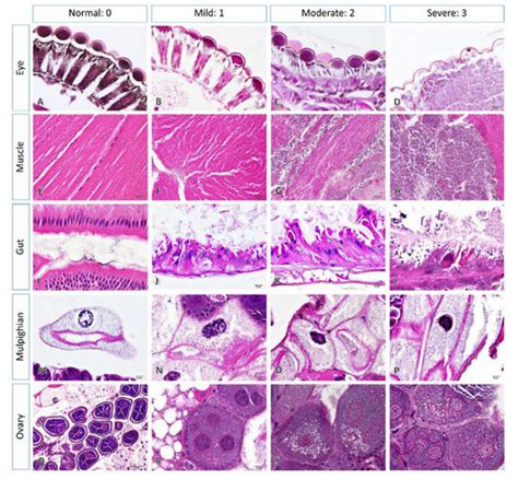 Insecticidal and Histopathological Effects of Ageratum conyzoides Weed ...