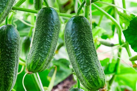 How to Grow Cucumbers From Seed