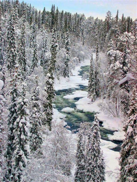 Boreal Forest Wallpapers - Top Free Boreal Forest Backgrounds - WallpaperAccess