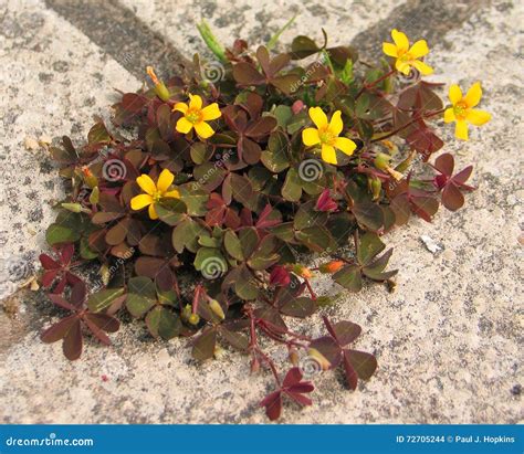 Creeping Woodsorrel (Oxalis Corniculata Var. Atropurpurea) Stock Photo - Image of varieties ...