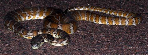 Image result for Pet Carpet Python