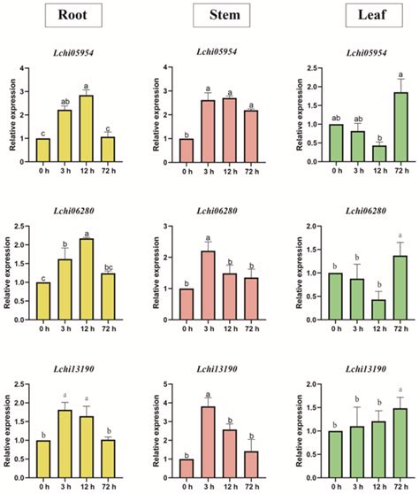 AT-Hook Transcription Factors Show Functions in Liriodendron chinense ...