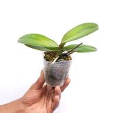 Blooming Orchids & Flowering Plants | Buy Orchid Plants With Flowers ...