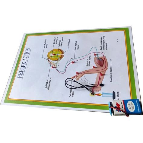 Image result for Reflex Action Model