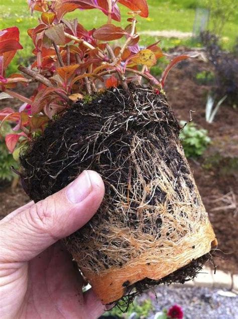 Image result for Planting a Root Bound Tree