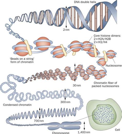 DNA的复制ppt48 人教课标版