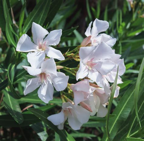 Free Images : white, oleander, flower, petal, terrestrial plant ...