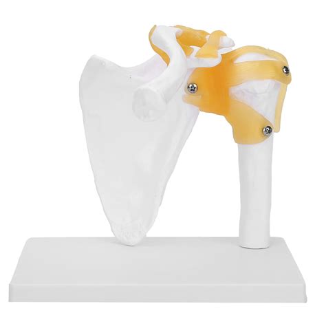 Buy Shoulder Joint Model,Flexible 1:1 Scientific Life Size Human ...