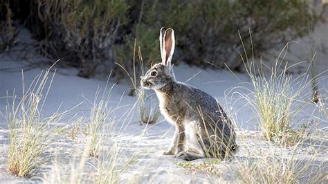 Rabbit Disease: अमेरिका में खतरनाक वायरस मिला, बना रहा है खरगोशों को ...