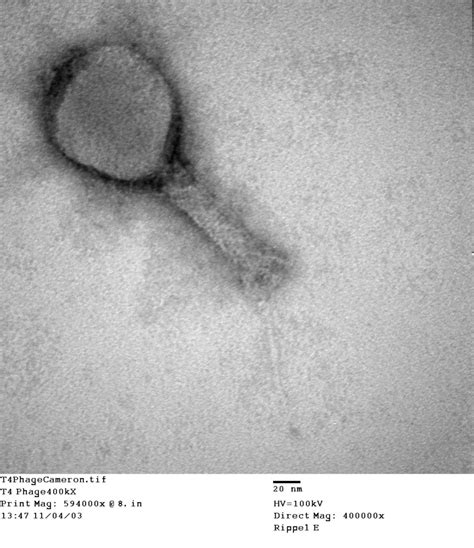 Enterobacteria phage T4 (Phage tail fibers) - CIL:41131 - DocCheck