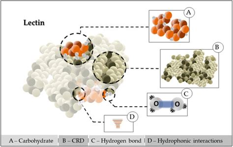 Lectin Purification through Affinity Chromatography Exploiting ...