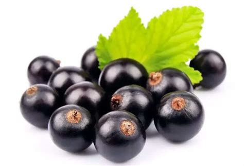 Blackcurrant health benefits: Good for eyes and great for immune system ...