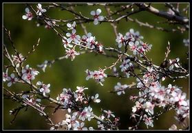 Image result for Springtime Bunnies