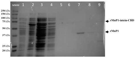 Functional Expression and One-Step Protein Purification of Manganese ...