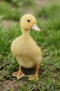 Image result for Yellow Duck Stuffed Animal