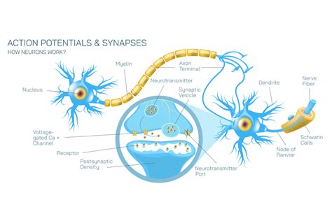 Image result for Calcium Channel Complex