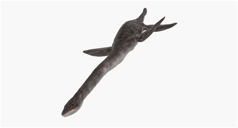3D model Dinosaur Plesiosauria Swimming Pose | 3D Molier International