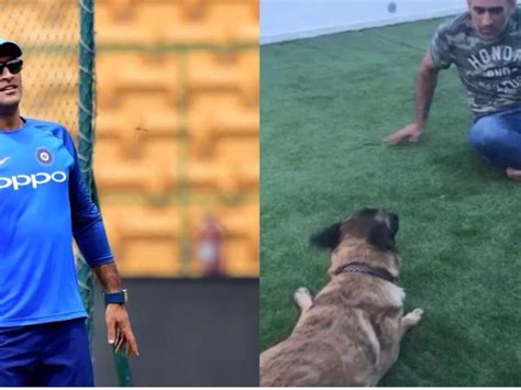 MS Dhoni Playing With His Pet Dog Sam Is The Best Thing On The Internet ...