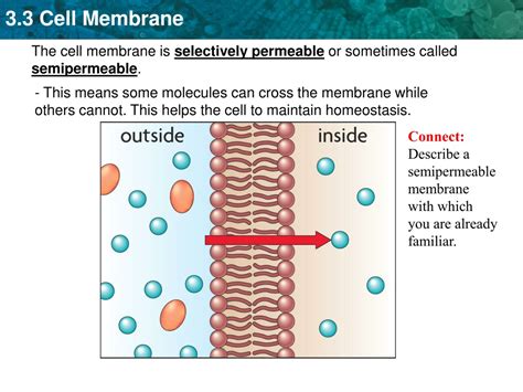 PPT - Cell Membrane: Structure, Functions, and Selective Permeability ...