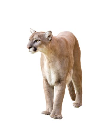 Image result for Animal Images On Python Program