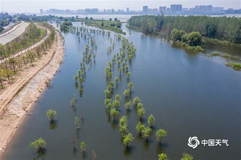 长江涨水 湖北黄冈江滩公园树木浸水-图片频道