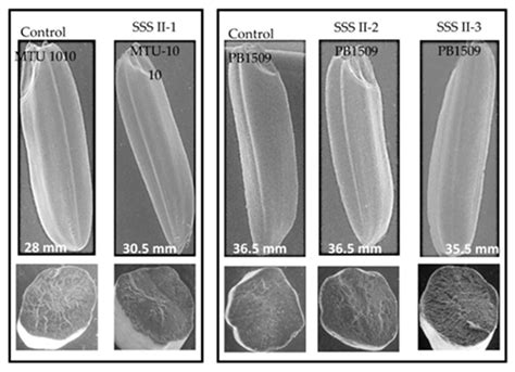 CRISPR/Cas9-Mediated Genome Editing of Soluble Starch Synthesis Enzyme ...