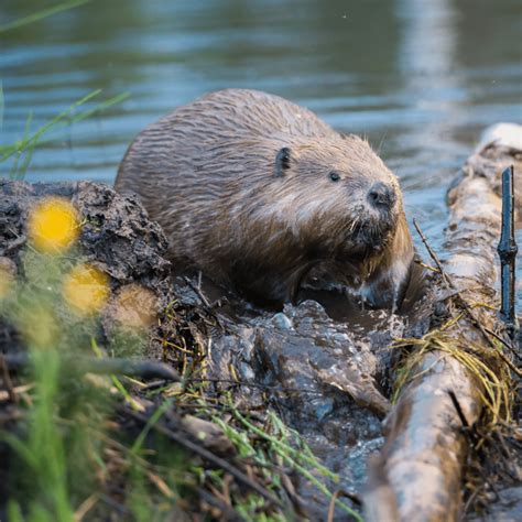 Front Page - Washington Wildlife First