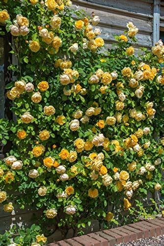 Haritham Rare Exotic Dark Yellow Climbing Rose Flower Plant Home Garden ...