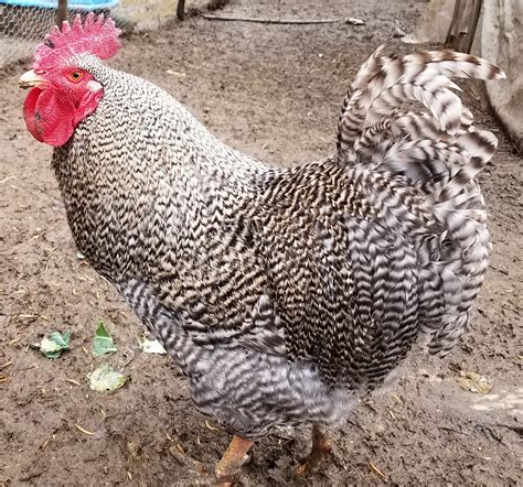 Barred Rock | BackYard Chickens - Learn How to Raise Chickens