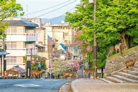 Japan City 的图像结果