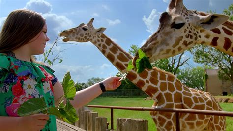 Oklahoma City Zoo And Botanical Garden The Oklahoma City Zoo And