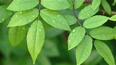 Green Leaf Wallpaper by Green Leaves Wallpapers Pixelstalk Net Green Leaf Wallpaper