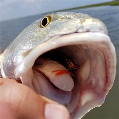 Redfish Fly Patterns 的图像结果