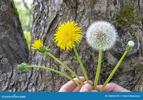 Dandelion Flower. the Life Cycle of a Dandelion Stock Photo - Image of ...