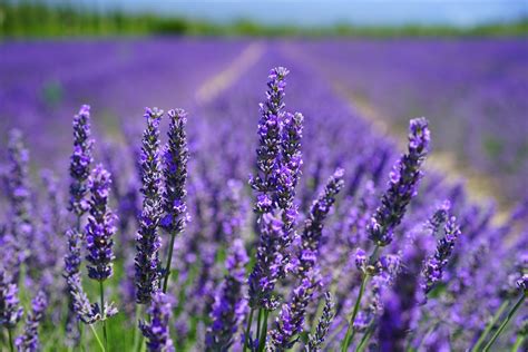 Download Depth Of Field Purple Flower Flower Nature Lavender 4k Ultra ...