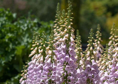 Will Foxglove Rebloom at Eleanor Noel blog