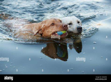 Image result for 2 Labrador Retriever