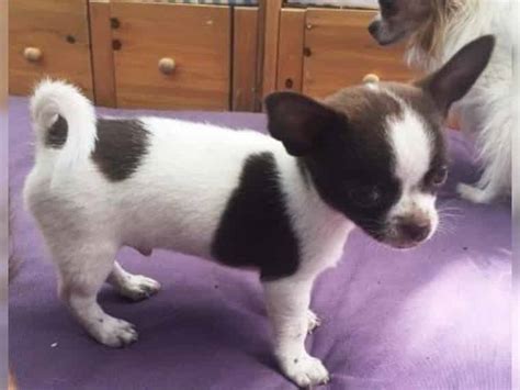 SUPER Chihuahua Welpen in Kurzhaar VDH FCI Klasse statt Masse in ...