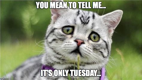 Image result for Cat Sketch Tutorial