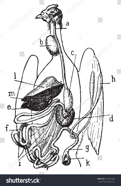 79 張 Bird digestive system 圖片、庫存照片和向量圖 | Shutterstock