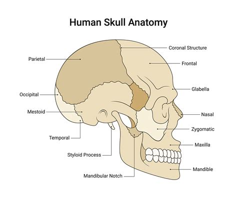 Anatomy Of The Skull