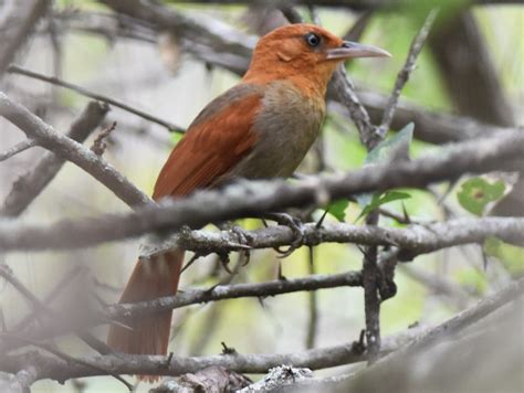 Henna-hooded Foliage-gleaner - eBird