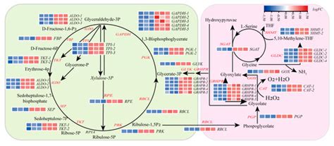 Spermine Promotes the Formation of Conchosporangia in Pyropia ...