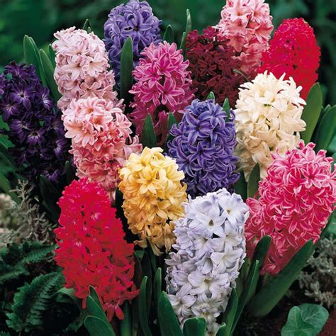 Hyacinth Bulbs – ChhajedGarden.com