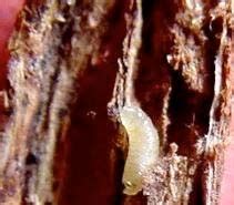 TNAU Agritech Portal :: Crop Protection