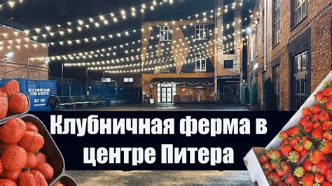 КЛУБНИЧНАЯ ФЕРМА В ЦЕНТРЕ ПИТЕРА - YouTube