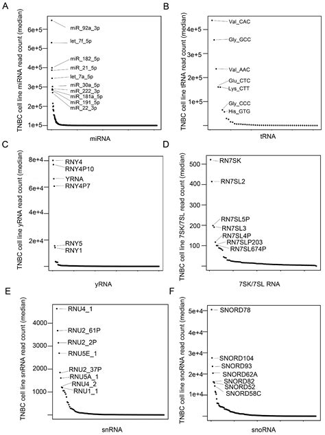 The Landscape of Small Non-Coding RNAs in Triple-Negative Breast Cancer