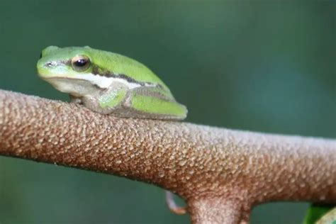 Eastern Tree Frog 的图像结果