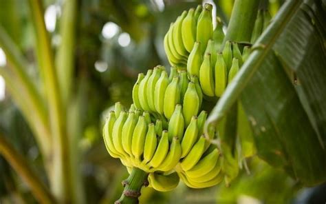 Popular fruits from Maharashtrian cities | WhatsHot Mumbai